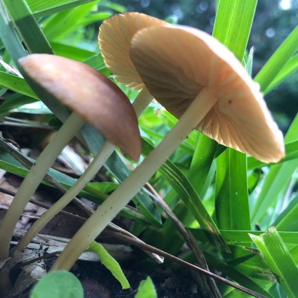 Tracee - Picture 11 of 12